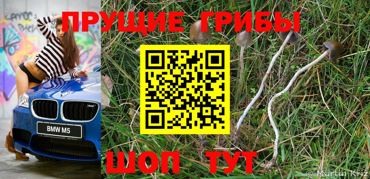 Псилоцибиновые грибы Cubensis Урюпинск